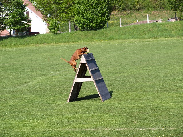 www.atibox.net * www.euroboxer.eu * www.boxergenealogia.eu